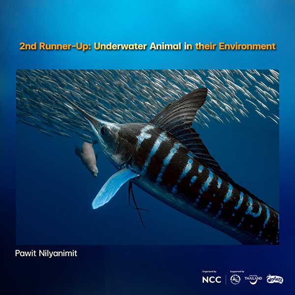 Thailand Dive Expo (TDEX)