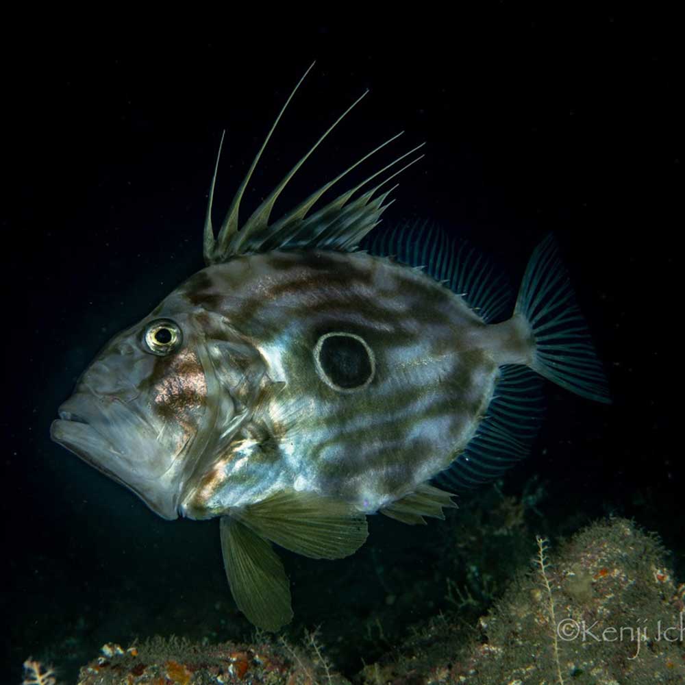 Thailand Dive Expo (TDEX)