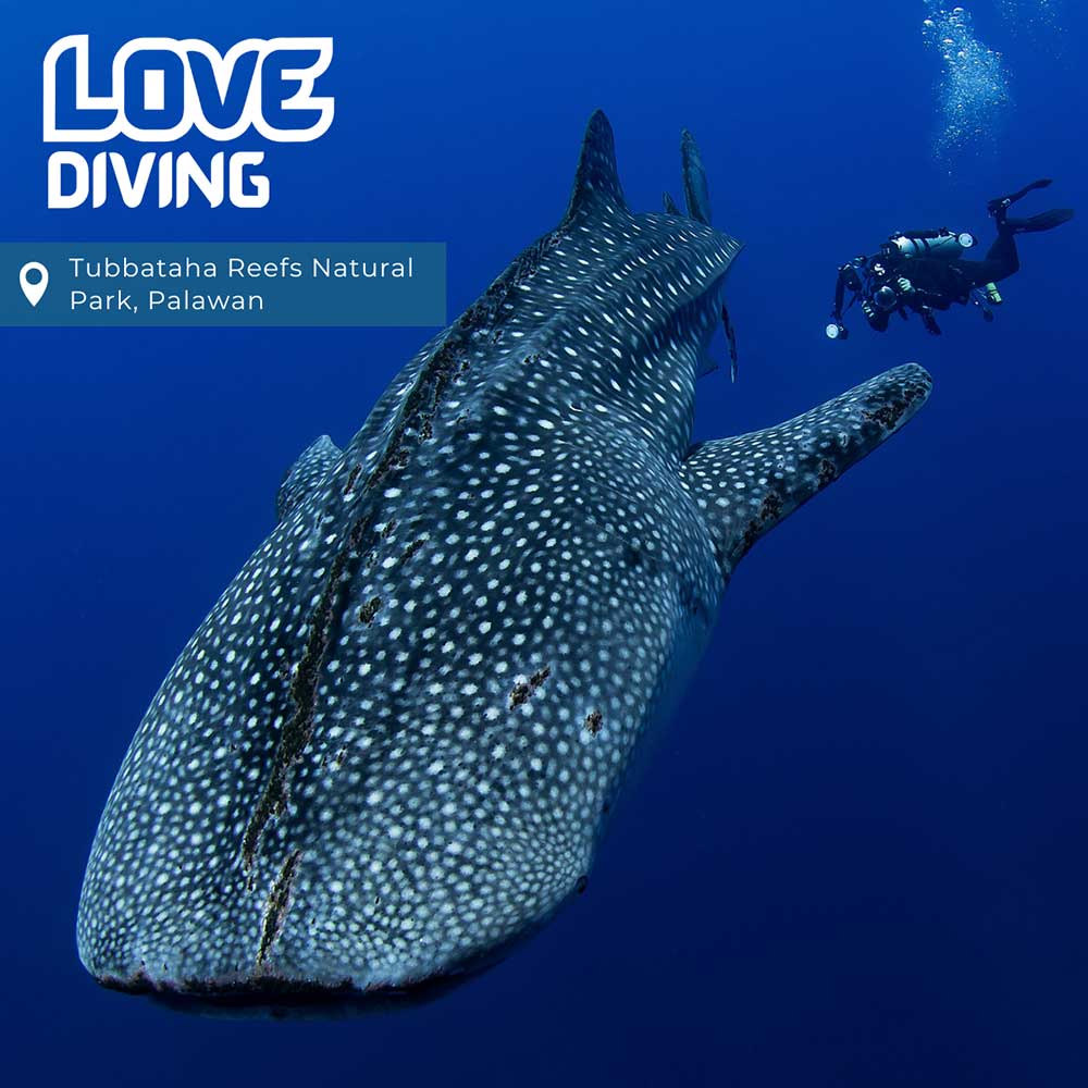 Thailand Dive Expo (TDEX)